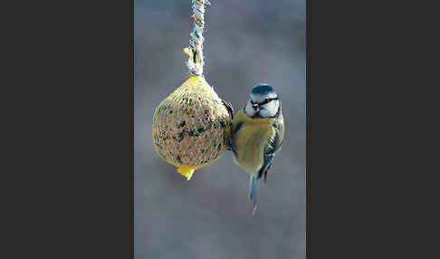 Blaumeise (Parus caeruleus)