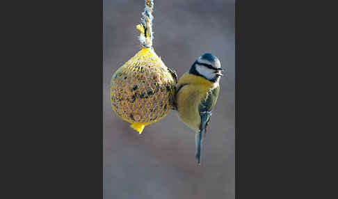 Blaumeise (Parus caeruleus)