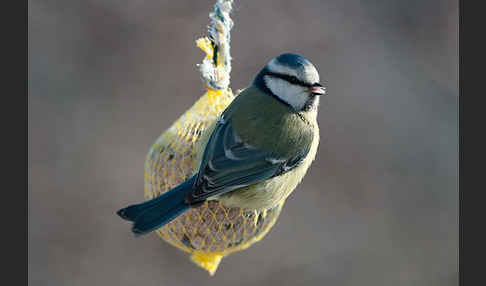 Blaumeise (Parus caeruleus)