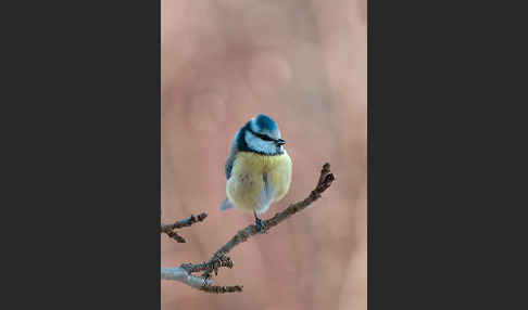 Blaumeise (Parus caeruleus)