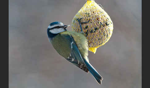 Blaumeise (Parus caeruleus)