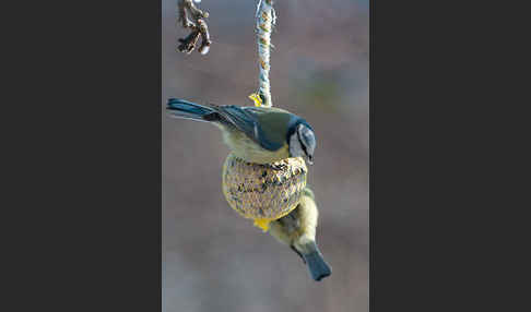 Blaumeise (Parus caeruleus)