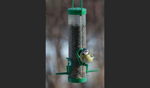 Blaumeise (Parus caeruleus)