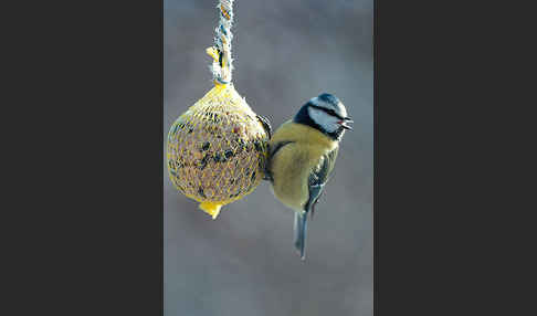 Blaumeise (Parus caeruleus)