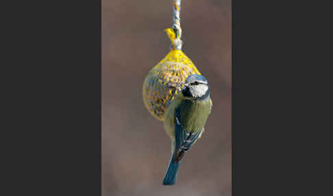 Blaumeise (Parus caeruleus)