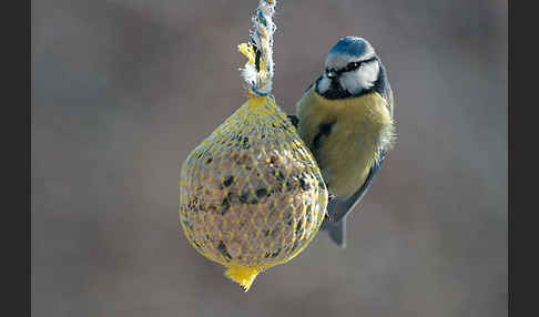 Blaumeise (Parus caeruleus)