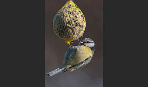 Blaumeise (Parus caeruleus)