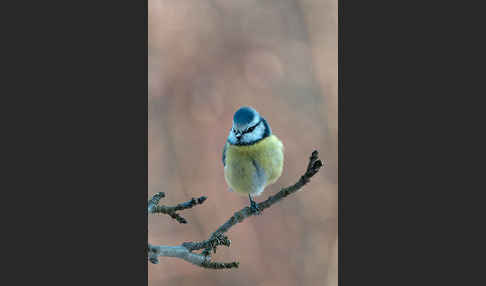 Blaumeise (Parus caeruleus)