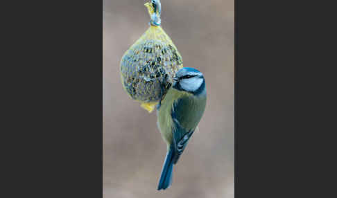 Blaumeise (Parus caeruleus)