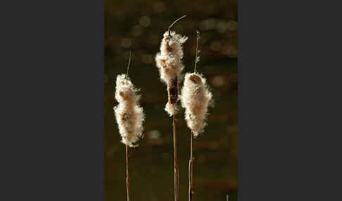 Breitblättriger Rohrkolben (Typha latifolia)