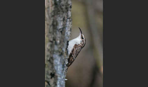 Waldbaumläufer (Certhia familiaris)