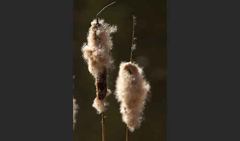 Breitblättriger Rohrkolben (Typha latifolia)