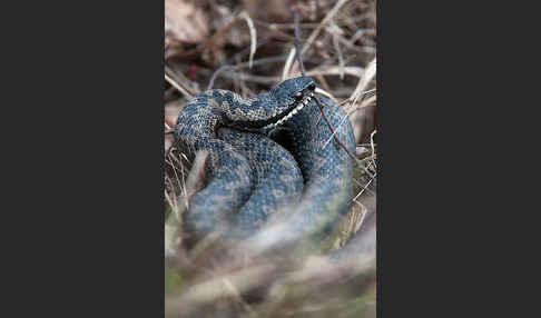 Kreuzotter (Vipera berus)