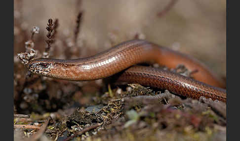 Blindschleiche (Anguis fragilis)