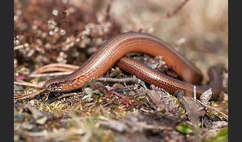 Blindschleiche (Anguis fragilis)