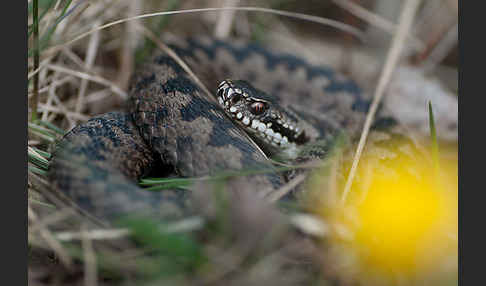 Kreuzotter (Vipera berus)