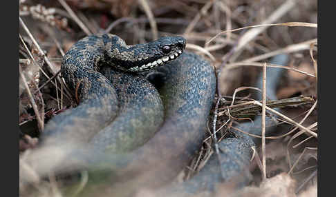 Kreuzotter (Vipera berus)