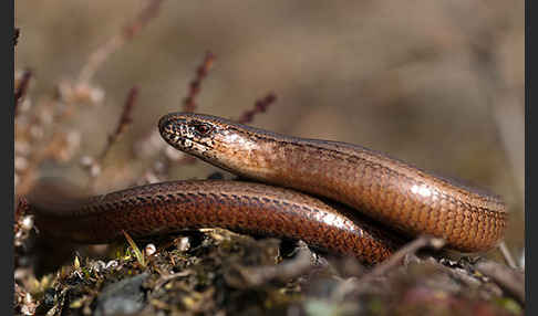 Blindschleiche (Anguis fragilis)