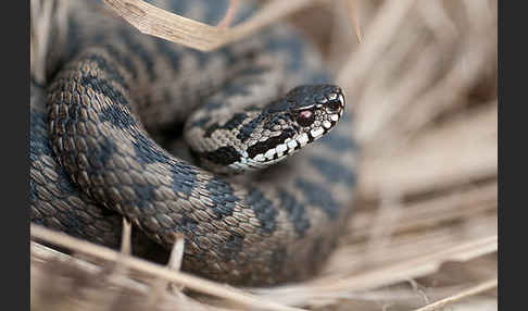 Kreuzotter (Vipera berus)