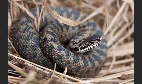 Kreuzotter (Vipera berus)