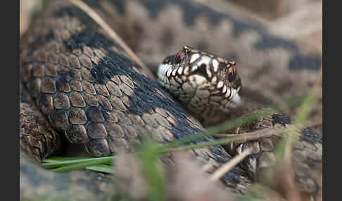 Kreuzotter (Vipera berus)