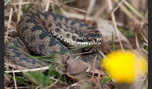 Kreuzotter (Vipera berus)