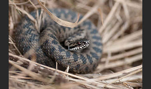 Kreuzotter (Vipera berus)