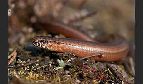 Blindschleiche (Anguis fragilis)