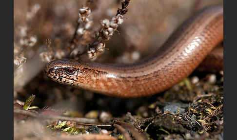 Blindschleiche (Anguis fragilis)