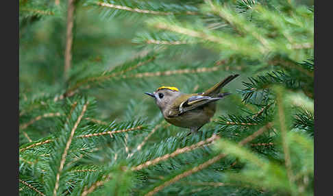 Wintergoldhähnchen (Regulus regulus)