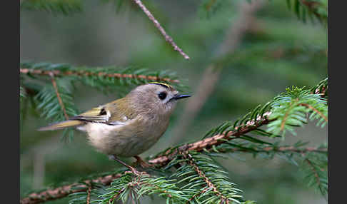 Wintergoldhähnchen (Regulus regulus)