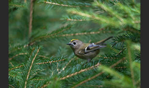 Wintergoldhähnchen (Regulus regulus)