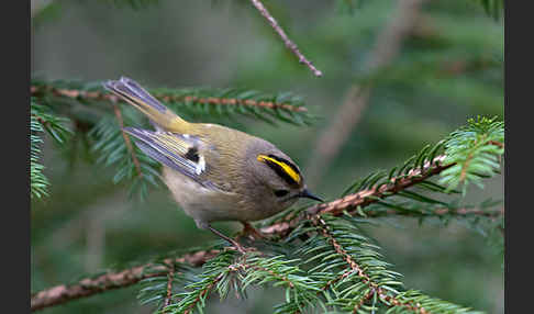 Wintergoldhähnchen (Regulus regulus)