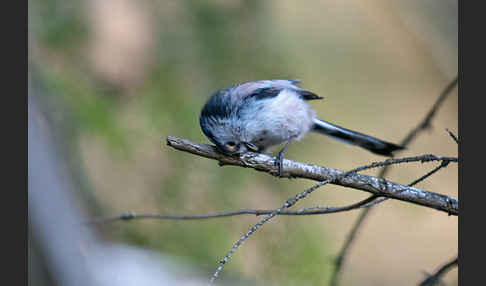 Schwanzmeise (Aegithalos caudatus)