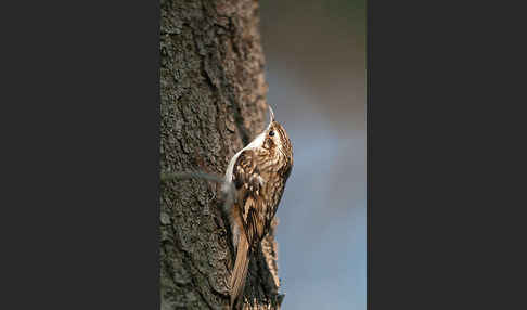 Waldbaumläufer (Certhia familiaris)