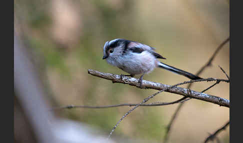 Schwanzmeise (Aegithalos caudatus)