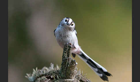 Schwanzmeise (Aegithalos caudatus)