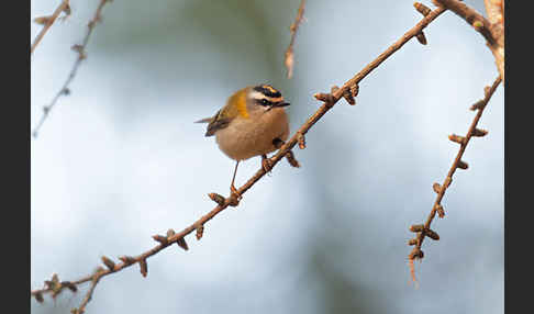 Sommergoldhähnchen (Regulus ignicapillus)