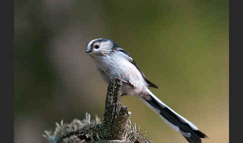 Schwanzmeise (Aegithalos caudatus)