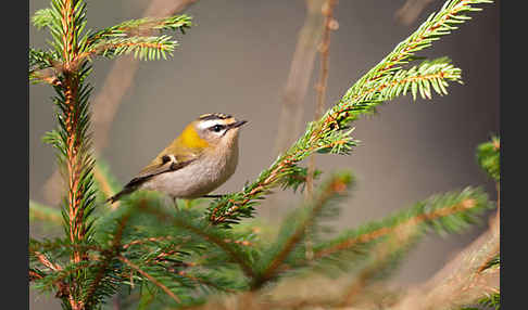 Sommergoldhähnchen (Regulus ignicapillus)