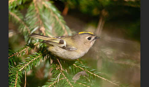 Wintergoldhähnchen (Regulus regulus)