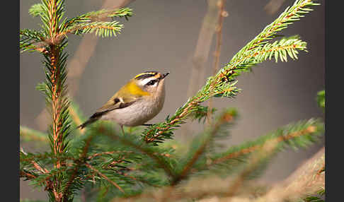 Sommergoldhähnchen (Regulus ignicapillus)