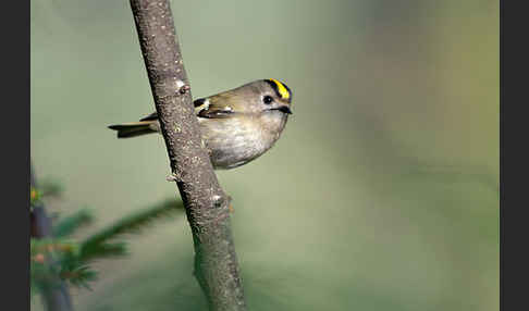 Wintergoldhähnchen (Regulus regulus)