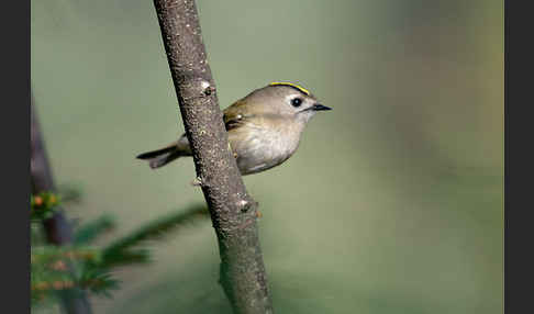 Wintergoldhähnchen (Regulus regulus)