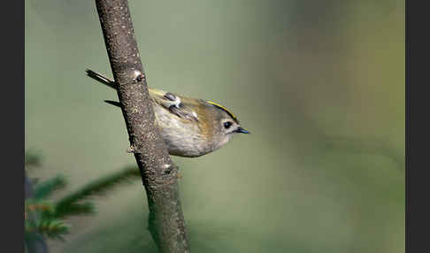 Wintergoldhähnchen (Regulus regulus)