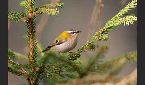 Sommergoldhähnchen (Regulus ignicapillus)