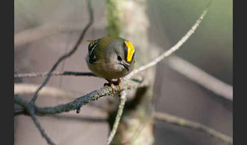 Wintergoldhähnchen (Regulus regulus)