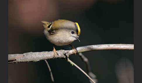 Wintergoldhähnchen (Regulus regulus)