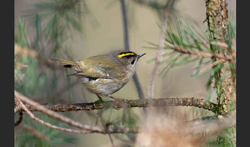 Wintergoldhähnchen (Regulus regulus)