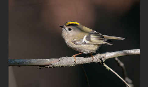 Wintergoldhähnchen (Regulus regulus)